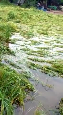 महावन: ##बेमौसम बारिश से मथुरा की महावन तहसील के गांव बुर्ज नगोडा मैं किसानों की फसले हुई बर्बाद 48 घंटों से रुक-रुक कर हो रही@