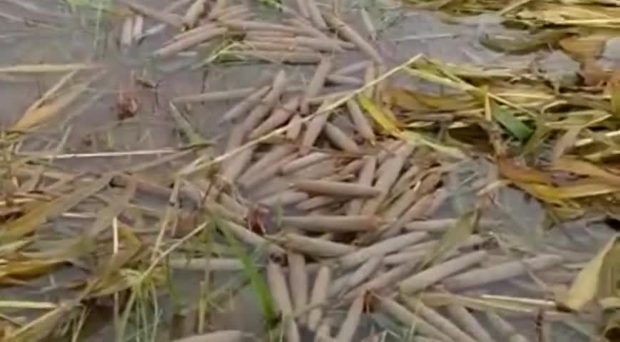 छाता: किसानों पर टूटा कुदरत का कहर,लगातार मूसलाधार बारिश से फसल हुई पूरी तरह चौपट।
#dmmathura 
#sspmathura