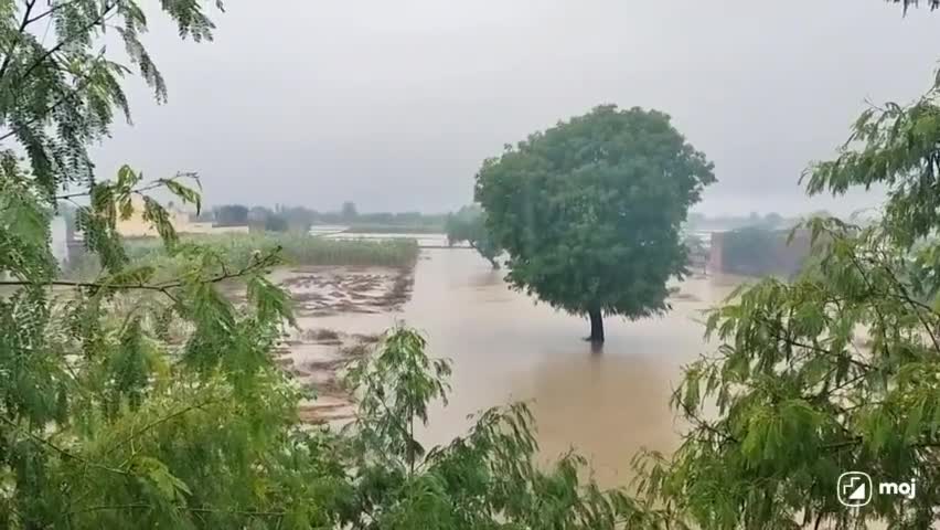 छाता: गांव पसौली मैं हुई तेज बारिश से किसानों की फसल डूबी किसानों ने कि मुआवजे की मांग#viralreels #video #rainyday