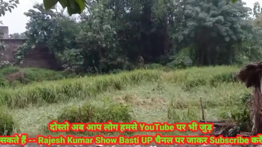 बस्ती: जिला बस्ती में भरी बारिश, तेज हवा होने से खड़ी धान गन्ना की फसल गिरने से किसान हुए परेशान #किसान #बारिश
#बस्ती