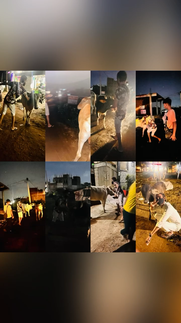 आज  ग्रीनवुड स्कूल आदित्य पुरम डंडोतिया मार्केट इन जगाओ पर आज गो माता को वैक्सीन की गई 🙏🏻
 #apsgurjar #vaccine #animal #animals #help #cow #cows