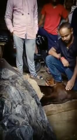 पूरनपुर: राष्ट्रीय बजरंग दल गौ सेवा के सभी सदस्यों ने बारिश मै भी कराया इलाज जय श्री राम।
#गो सेवा