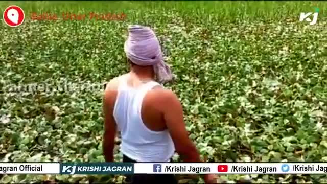 इस वीडियो मे देखे सिंघाड़े की खेती करने का आसान तरीका | Singhara ki Kheti:
#ftj #farmerthejournalist #singhare