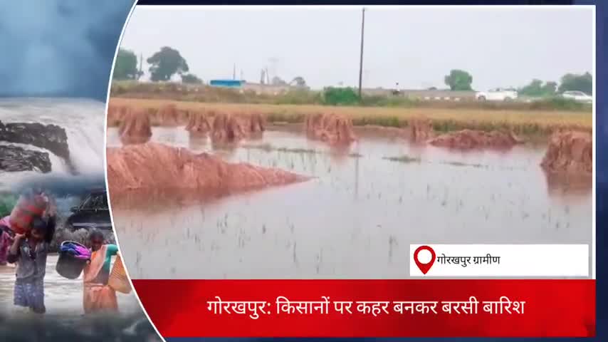 गोरखपुर के ग्रामीण इलाके के किसान तबाह,,सरकार भी नहीं करती मदद #gkp
