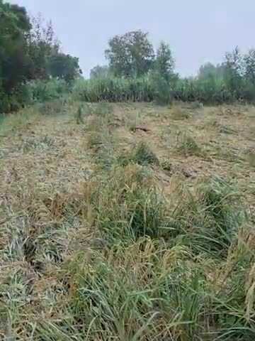 बिलारी: #gram kobari Manak Tej barish hone se faslon mein kafi nuksan