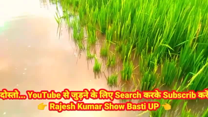 बस्ती: कुवानो नदी का जलस्तर लगातार बढ़ रहा है तैयार फसल डूबने के कगार पर हैं #किसान #बस्ती #बारिश #धान #गन्ना