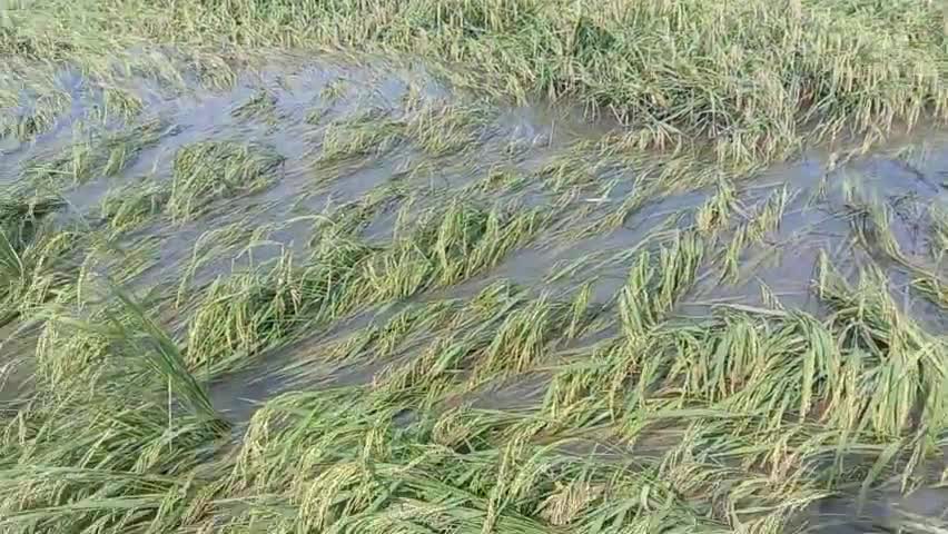 रुदौली: भारी बारिश के कारण खेतो मे हुवा जलभराव ।
जलभराव से टूटी खायी।#farming #farmar #news18uputtarakhand #newsindia24x7