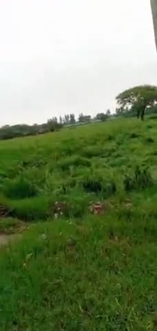 महावन: baris hone par khet me nuksal... bharau garh road #dmfat123 #news9times #uttarpradeshelection_2022