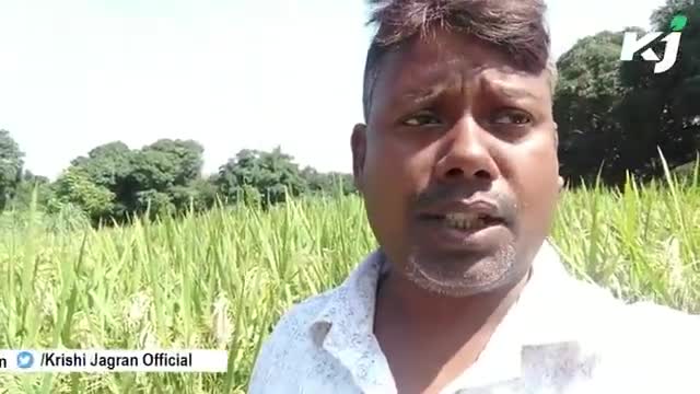 देखिये कैसे जलभराव होने पर भी कैसे कर रहे हैं किसान धान की कटाई | Dhaan ki katayi
#ftj #farmerthejournalist #dhaan