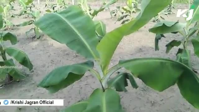 Tissue Culture : जानिए ! इस तकनीक से कैसे होगी केले की बंपर पैदावार | Banana | Uttar Pradesh | Kisan
#banana #up