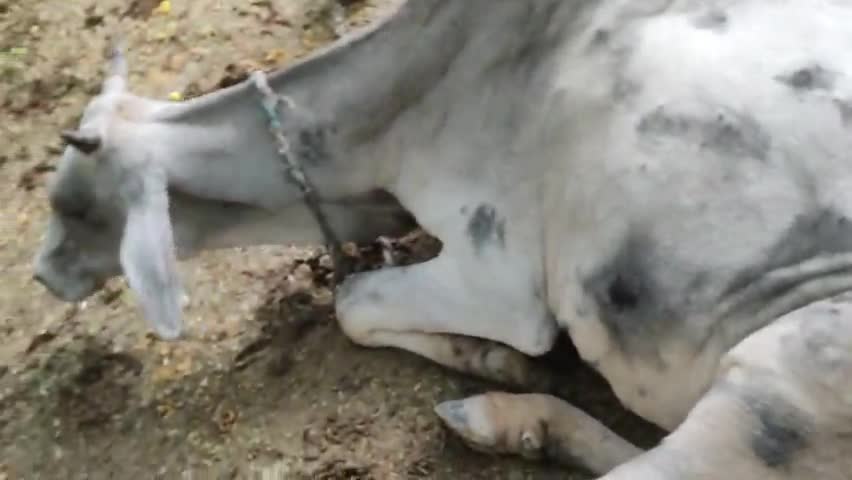 बिलाव् गांव मे एक नया लम्पी वायरस का मामला सामने आया है  गाय है पीड़ित 
#lampivirus #lampi #virus #cow_safety 
#viralsach