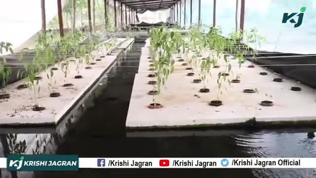 किसान ने पेश की हाइड्रोपोनिक खेती की मिसाल, तालाब में मछली पालन और ऊपर सब्जी
#OrganicFarming #Fishfarming #Machalipalan