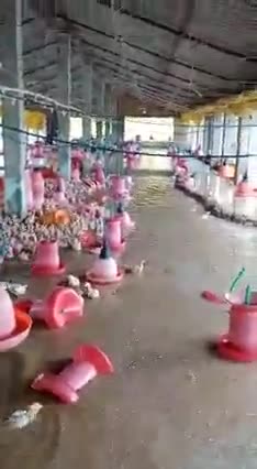 बलरामपुर:बाढ़ के तांडव से लाखों का हुआ नुकसान फार्मो में मुर्गियो पर टूटा पानी का कहर#बाढ़#मुर्गी फार्म #लाखो का नुकसान