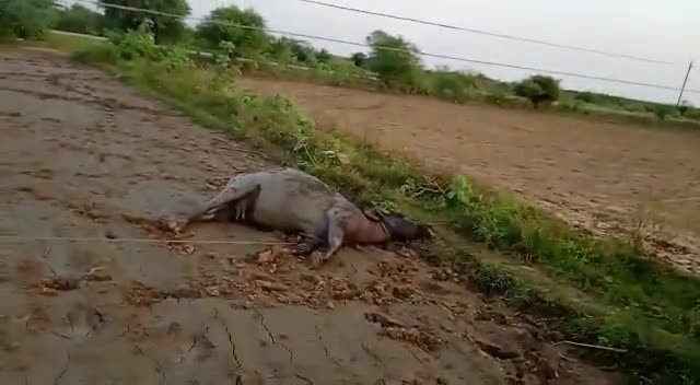 अटेर: अटेर के ग्राम @##कदौरा बगिया पर@@##करंट लगने से हुई भैंस की मौत@#