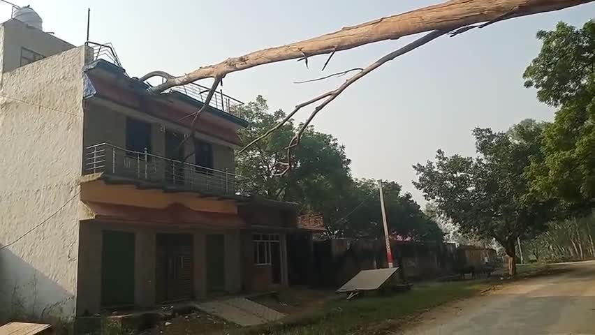 धनौरा: शेरपुर से धनौरा मार्ग पर छत पर गिरा वन विभाग का यूकेलिप्टस का पेड़, अभी तक किसी का भी कोई ध्यान नहीं है। #वन विभाग धनौरा