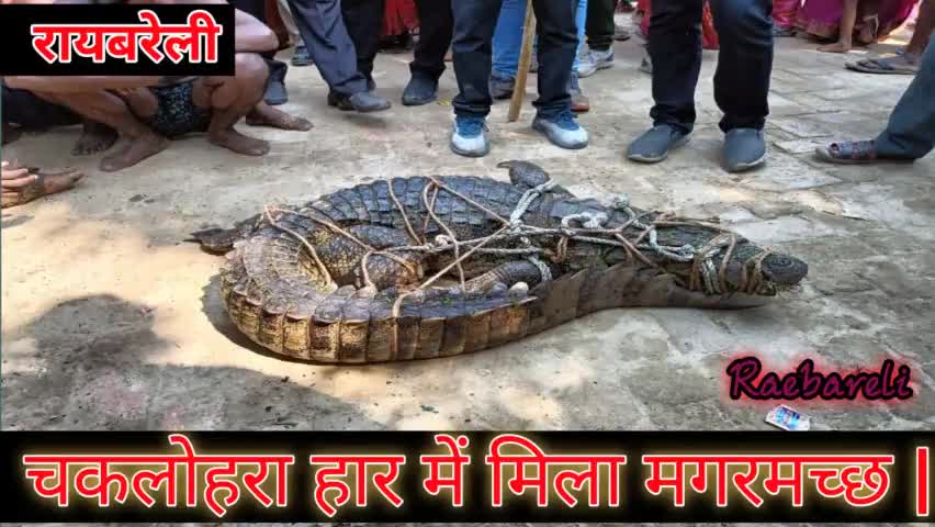 रायबरेली- चकलोहरा हार में मिला  मगरमच्छ  #मगरमच्छ #रायबरेली