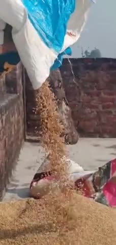 #किसान भाईयों ने ली राहत की सांस, धान की फसल सही से घर पर पहुंच गई। #newsup #localnewsgawan #farmersparliament