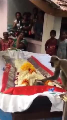रोज खाना खिलाने वाले शख्स के अंतिम संस्कार में पहुंच गया लगूंर , परिवार वाले देखकर दंग रह गए।
#news24hours #news18