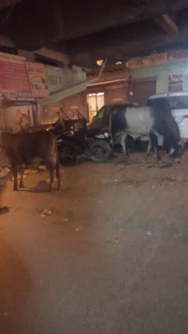 गन्नौर: गनौर गांधी नगर में आवारा पशुओं और कुड़े से राहगीर परेशान #ganaur #gandhinagar