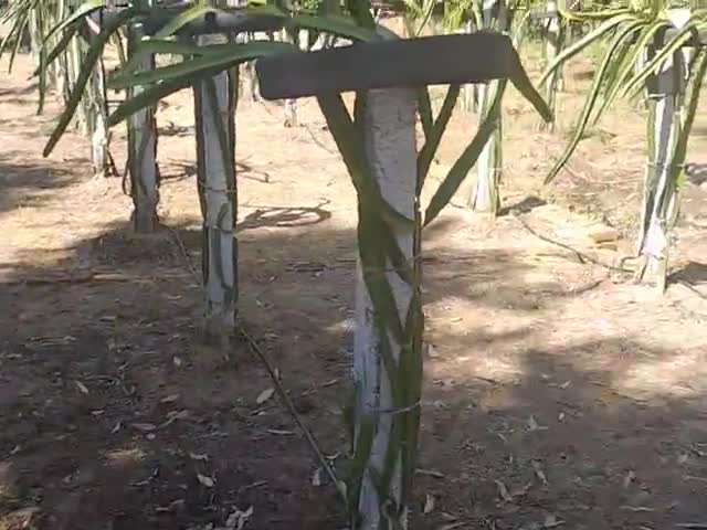 ड्रैगन फ्रूट की खेती जो बदल दे आपकी जिन्दगी #patelagrofarm #dragonfruit