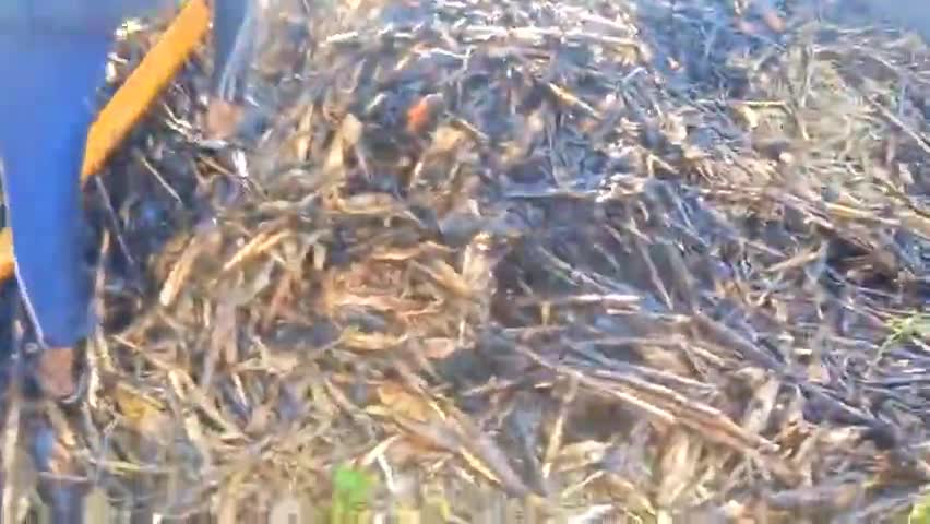 गुना: ऊमरी चौकी क्षेत्र अंतर्गत भिड़रा ग्राम के किसान के मक्के के ढेर में लगी आग, लाखों रुपये का हुआ नुकसान #आगजनी #नुकसान