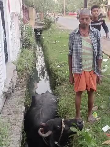 टैगोर टाउन प्रयागराज नाली में फासी बेजुबान जंवर
.
.
#news_today #khabarcgnews #aajtak #khabarcgnews
