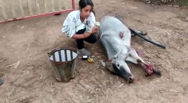दीपावली के दिन भी गौ सेवा की मिसाल बनी कटनी की गौ सेविका अमिता श्रीवास
#गौसेवा #गौमाता