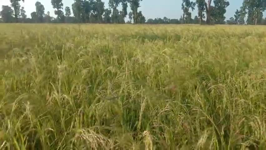 मैनपाट का मेझरी की खेती इस वर्ष है जबरदस्त, खुबसूरत नज़ारा देखें वीडियो।
#मैनपाट #सरगुजा