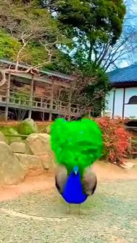 #viralreal #birds #peacock