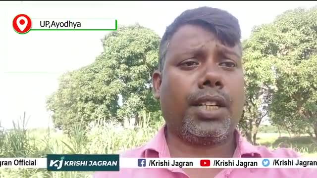 इस वीडियो में जानिए गन्नो में टिलर बढ़ने के लिए क्या कार्य करना चाहिए। Sugarcane | Farmer 

 #sugarcane #NaturalFarming