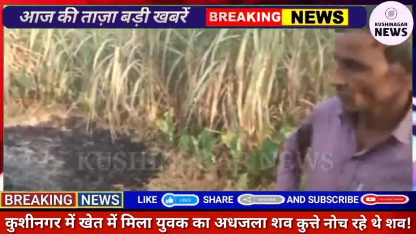 कसिया: खेत में मिला युवक का अधजला शव कुत्ते नोच रहे थे बॉडी ग्रामीणों ने बुलाई पुलिस घटना की वजह नहीं चली पता!#kushinagarnews