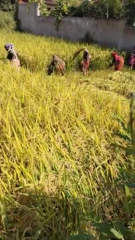 अंबिकापुर: धान कटाई चल रहा है 
@#अम्बिकापुर में