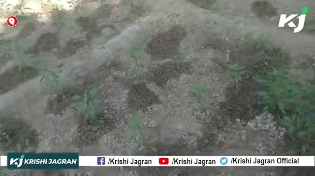 इस वीडियो में देखें की कैसे करें मिर्च के पौधे में 3G Cutting
#3gcutting #chilli #ftj