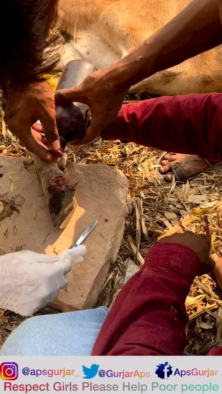 आज 2 नंदी महाराज का इलाज किया गया आप भी मदद करे इस टाइम आप की जरूरत हे 🙏🏻
Respect Annimal’s 
#animals