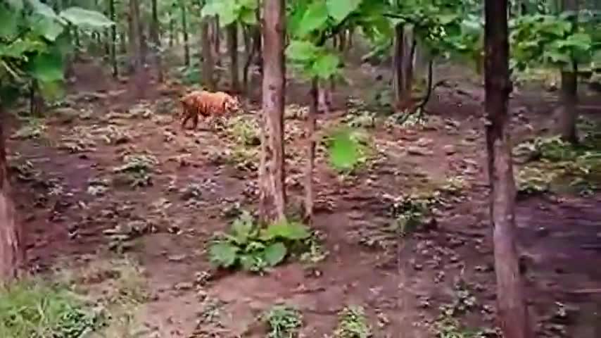 #गोला_अलीगंज मार्ग पर दिखा #बाघ लोगो मे #दहशत का माहौल