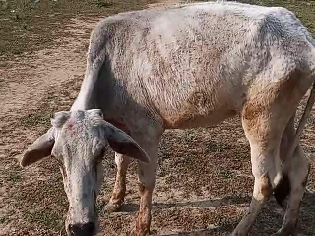 मऊरानीपुर: lumpi virus  cow  gram #syawari mauranipur  jhansi