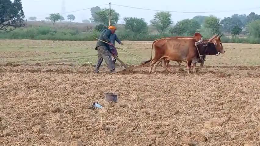 ज्यादा महंगाई के चलते किसानों को फिर से हल चलाना पड़ रहा है #किसान #मंहगाई #kisan #farmersarelifeline #nagod #newshindi