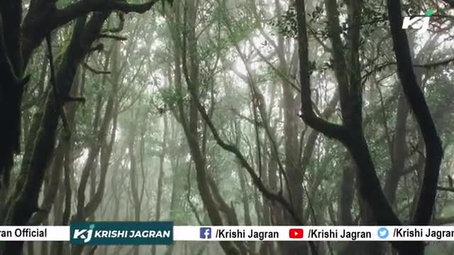 Viral Video : इसे पेड़ समझें या नल, पेड़ से पानी गिरता देख हैरान हैं लोग
#watertree #mysterioustree #Trees