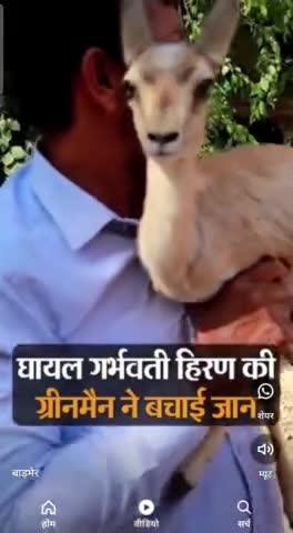 प्रेग्नेंट हिरणी रो पड़ी थी मेरी गोद में
180 वां हिरण 

#गोद में उठाया तो इंसानों के जैसे बिलखने लगी 

#greenmannarpat #greenmanofrajasthan #ग्रीनमैन
