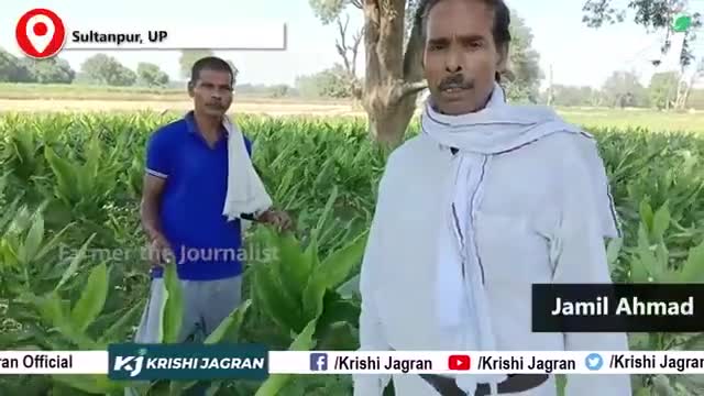 हल्दी की खेती: ये फसल दे सकती है किसानों को अच्छा मुनाफा
#haldi #agriculture #farmers