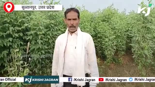सुल्तानपुर में अरहर की खेती के लिए नील गाय बनी बढ़ी समस्या | Pigeon Pea
#ftj #farmerthejournalist #Arharkikheti