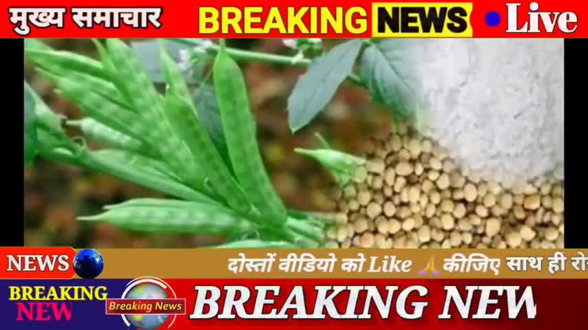 ग्वार मे तूफानी तेजी जारी, भाव 7000 के पार होने की संभावना #nagaur #nagaurnews