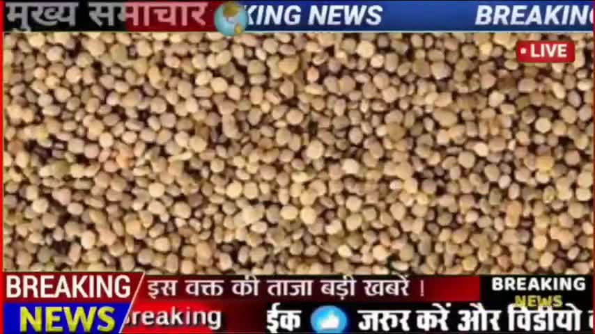 ग्वार निर्यात की बढ़ी मांग, ग्वार भाव ताजा खबर #nagaurnews #nagaurmandi #nagaur