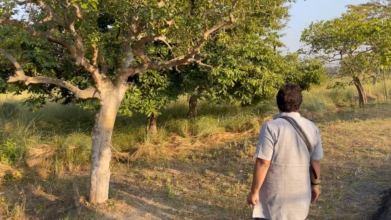 #हँसने वा #पेड़ #गुदगुदाने पर पेड़ #हंसता है #uttarpradesh में जानने के लिए मैसेज करें