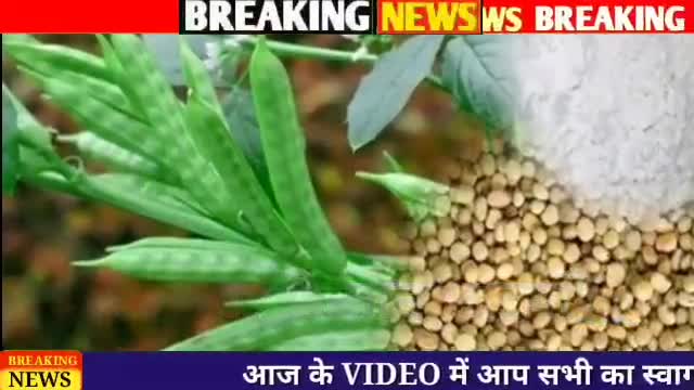 ग्वार मे आई गिरावट, जाने ग्वार का ताजा भाव
#nagaurnews #nagaur #nagaurmandi