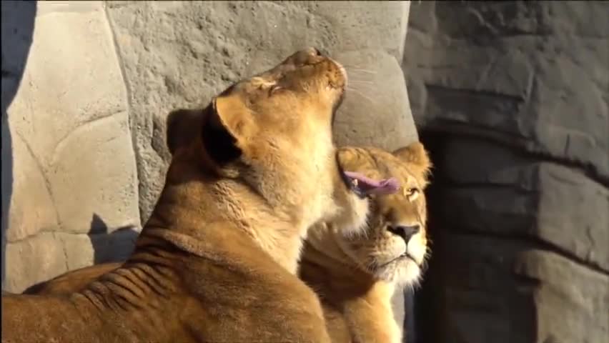 भिवानी चिड़ियाघर मे जल्द आएगा शेर चल रही है तैयारियां #bhiwani #zoo #follow please