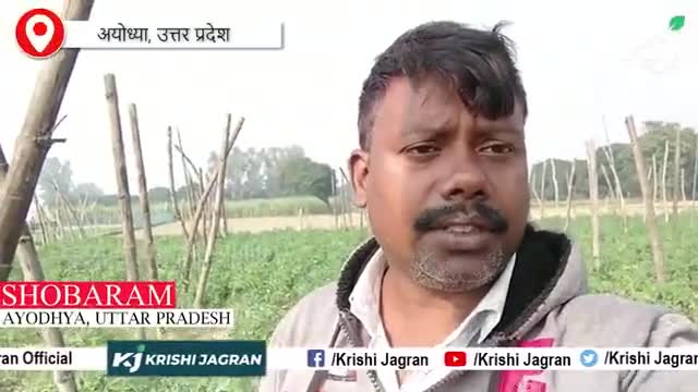 अब सर्दियों में मात्र 60 दिन में तैयार होगी टमाटर की फसल | Tomato farming
#farmerthejournalist #ftj #krishijagran