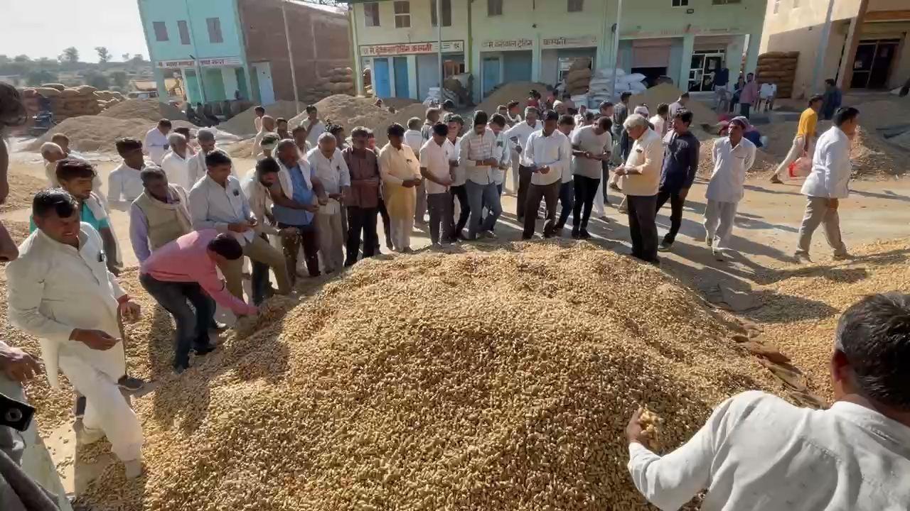 Sardarshahr : दुकान नंबर 132 कृषि मंडी मुंगफली 6000 तक बिक रही है #vyapaar #newsupdate #sardarshahr
