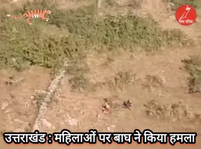 उत्तराखंड: महिलाओं पर बाघ ने किया हमला, बाल बाल बची जान #tigerattack #टाइगर_का_हमला #बाघ_का_हमला #उत्तराखंड #Uttarakhan