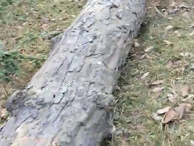 गिरिडीह: ##CCL me fir huyi chori pr chor huye nakaam apne mansube me